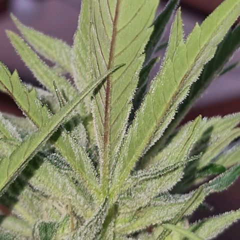 Strawberry Gorilla Fastbuds  growlog timeline photo