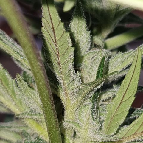 Strawberry Gorilla Fastbuds  growlog timeline photo
