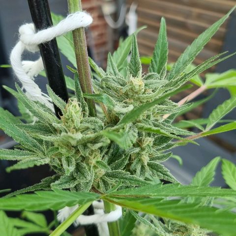 Strawberry Gorilla Fastbuds  growlog timeline photo
