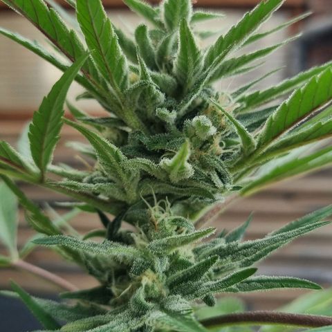 Strawberry Gorilla Fastbuds  growlog timeline photo