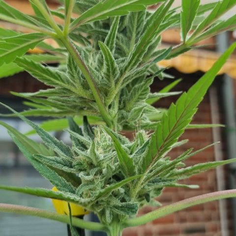 Strawberry Gorilla Fastbuds  growlog timeline photo