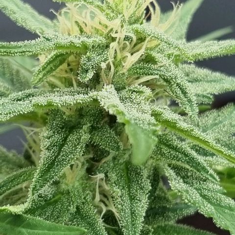 Strawberry Gorilla Fastbuds  growlog timeline photo