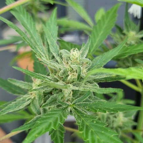 Strawberry Gorilla Fastbuds  growlog timeline photo