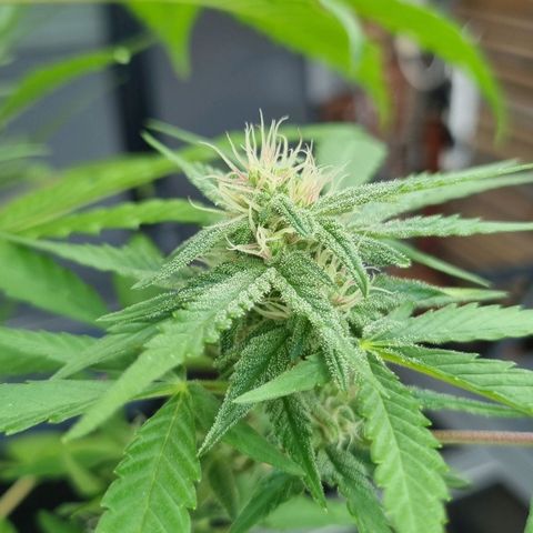 Strawberry Gorilla Fastbuds  growlog timeline photo