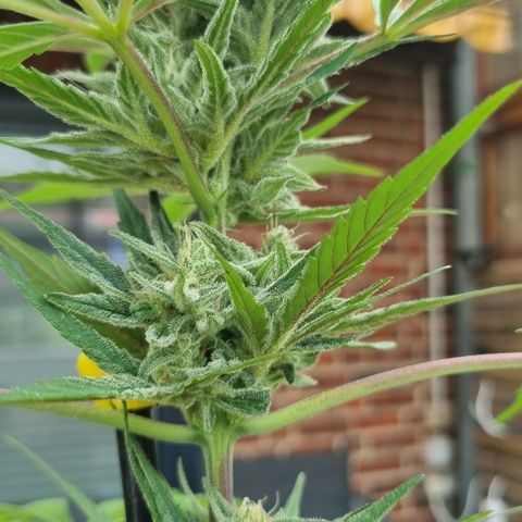 Strawberry Gorilla Fastbuds  growlog timeline photo