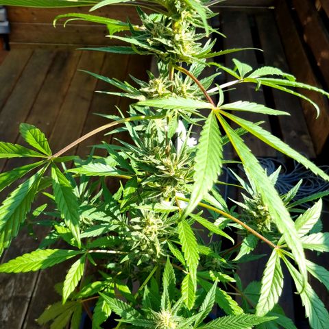 Strawberry Gorilla Fastbuds  growlog timeline photo