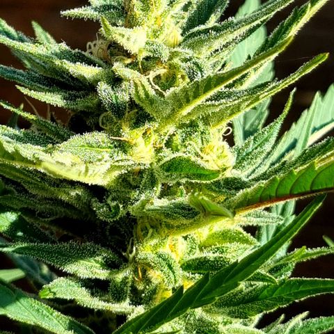Strawberry Gorilla Fastbuds  growlog timeline photo
