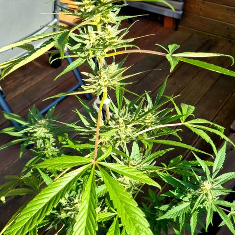 Strawberry Gorilla Fastbuds  growlog timeline photo