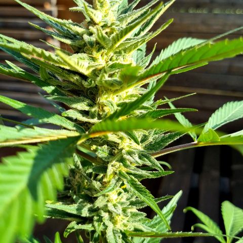 Strawberry Gorilla Fastbuds  growlog timeline photo