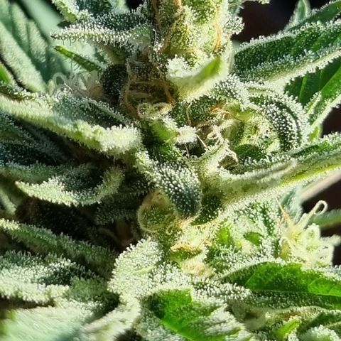 Strawberry Gorilla Fastbuds  growlog timeline photo