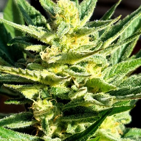 Strawberry Gorilla Fastbuds  growlog timeline photo