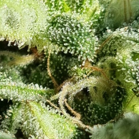 Strawberry Gorilla Fastbuds  growlog timeline photo