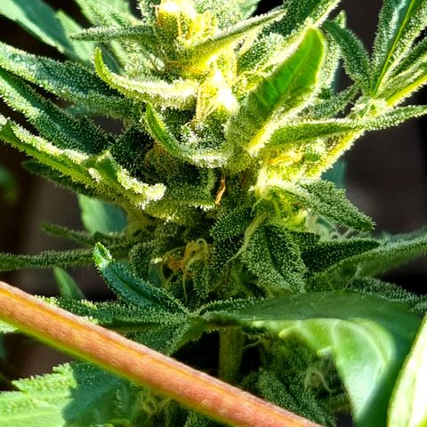Strawberry Gorilla Fastbuds  growlog timeline photo