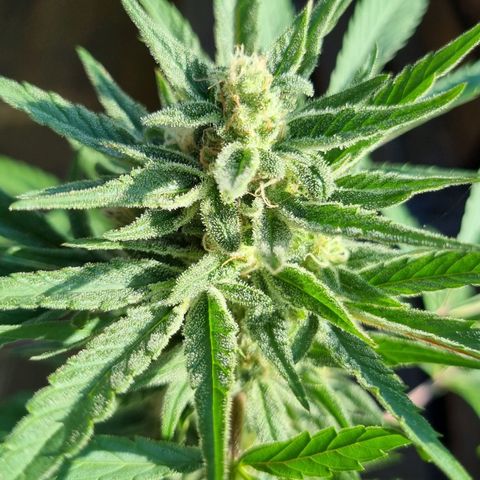 Strawberry Gorilla Fastbuds  growlog timeline photo