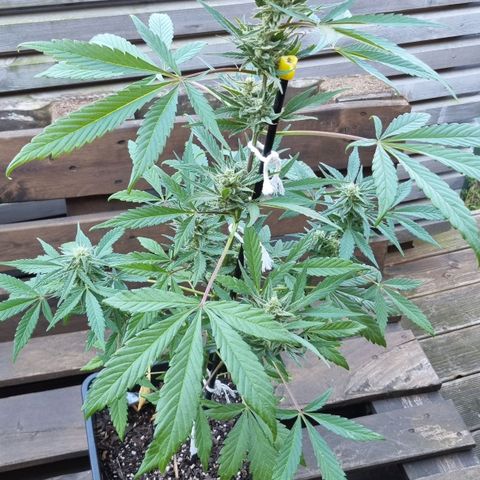 Strawberry Gorilla Fastbuds  growlog timeline photo