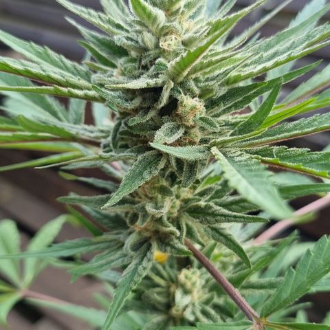 Strawberry Gorilla Fastbuds  growlog timeline photo