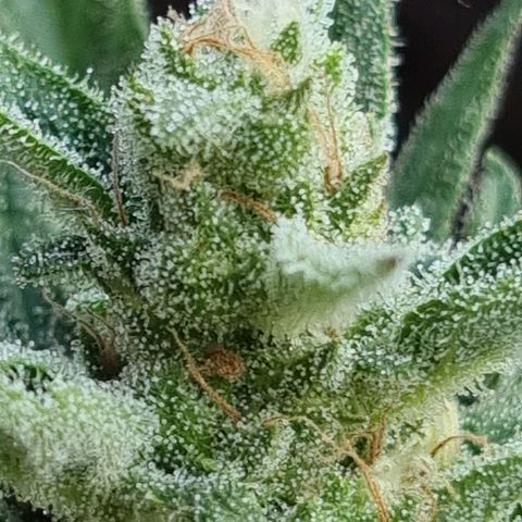 Strawberry Gorilla Fastbuds  growlog timeline photo
