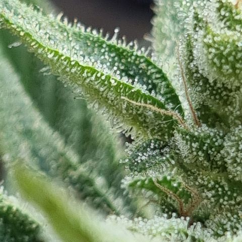 Strawberry Gorilla Fastbuds  growlog timeline photo