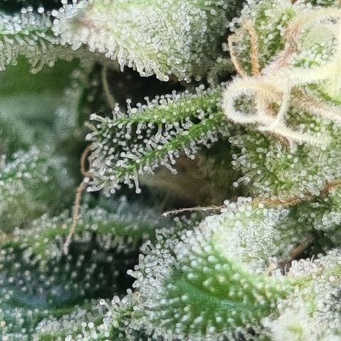 Strawberry Gorilla Fastbuds  growlog timeline photo