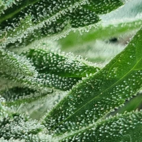 Strawberry Gorilla Fastbuds  growlog timeline photo
