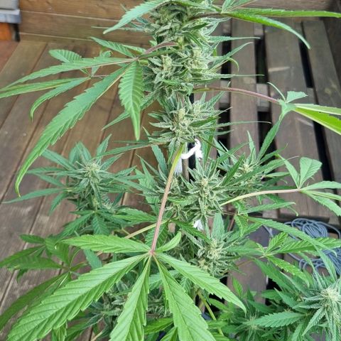Strawberry Gorilla Fastbuds  growlog timeline photo