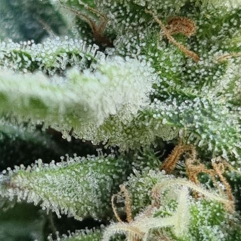 Strawberry Gorilla Fastbuds  growlog timeline photo