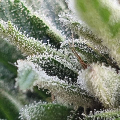 Strawberry Gorilla Fastbuds  growlog timeline photo