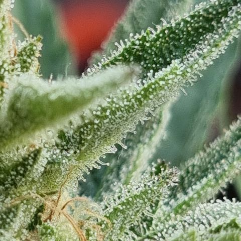 Strawberry Gorilla Fastbuds  growlog timeline photo