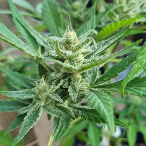 Strawberry Gorilla Fastbuds  growlog timeline photo