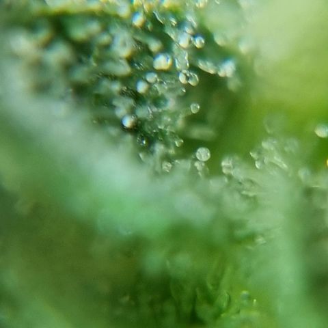 Strawberry Gorilla Fastbuds  growlog timeline photo