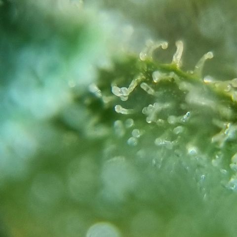 Strawberry Gorilla Fastbuds  growlog timeline photo