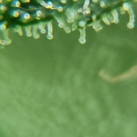 Strawberry Gorilla Fastbuds  growlog timeline photo