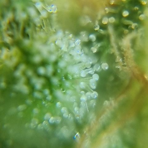 Strawberry Gorilla Fastbuds  growlog timeline photo