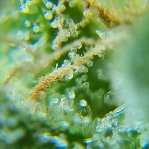 Strawberry Gorilla Fastbuds  growlog timeline photo