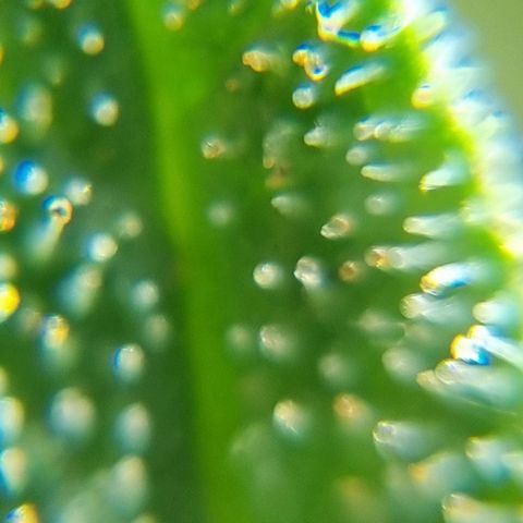 Strawberry Gorilla Fastbuds  growlog timeline photo