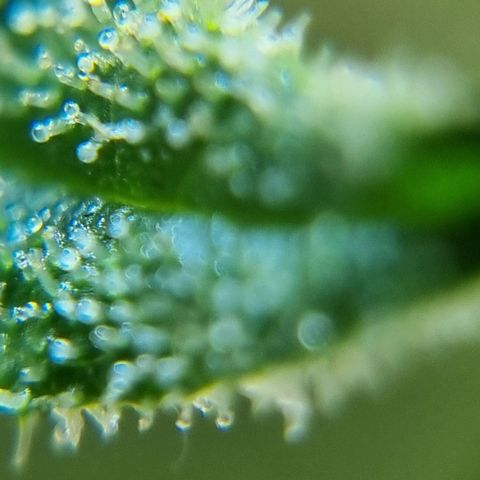 Strawberry Gorilla Fastbuds  growlog timeline photo