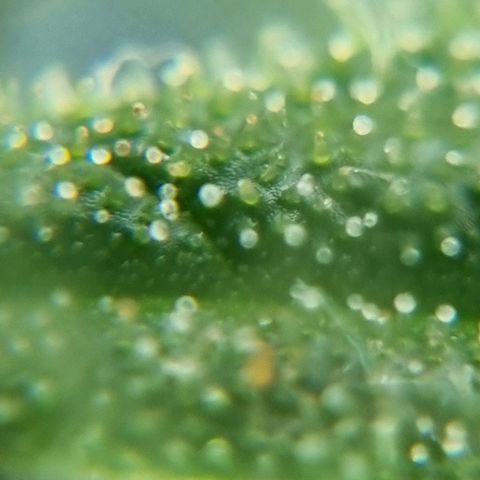 Strawberry Gorilla Fastbuds  growlog timeline photo