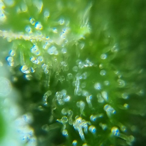 Strawberry Gorilla Fastbuds  growlog timeline photo