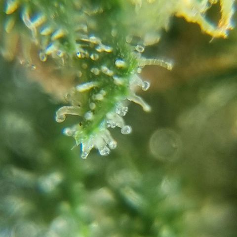 Strawberry Gorilla Fastbuds  growlog timeline photo