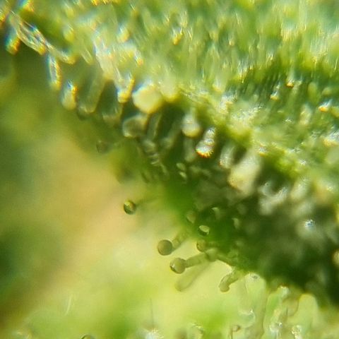 Strawberry Gorilla Fastbuds  growlog timeline photo