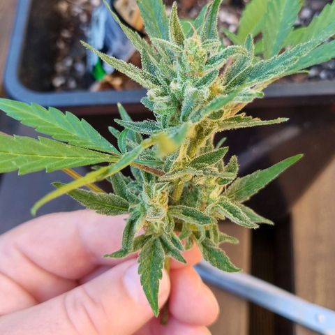 Strawberry Gorilla Fastbuds  growlog timeline photo
