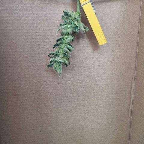 Strawberry Gorilla Fastbuds  growlog timeline photo