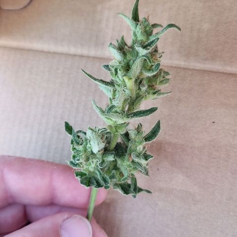 Strawberry Gorilla Fastbuds  growlog timeline photo
