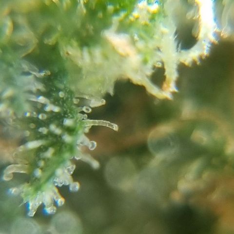 Strawberry Gorilla Fastbuds  growlog timeline photo