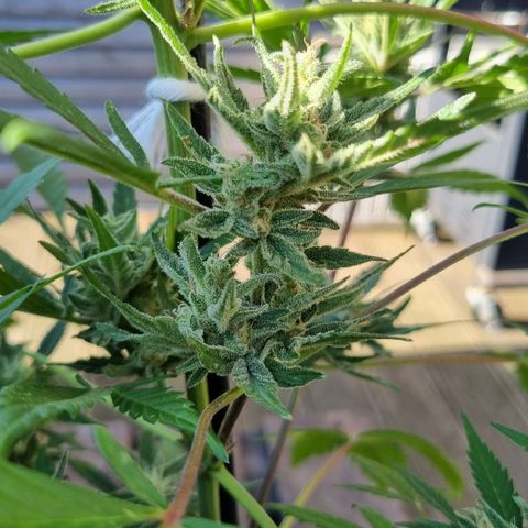 Strawberry Gorilla Fastbuds  growlog timeline photo