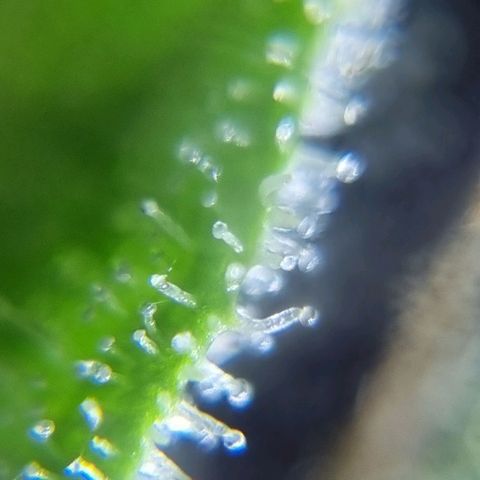 Strawberry Gorilla Fastbuds  growlog timeline photo