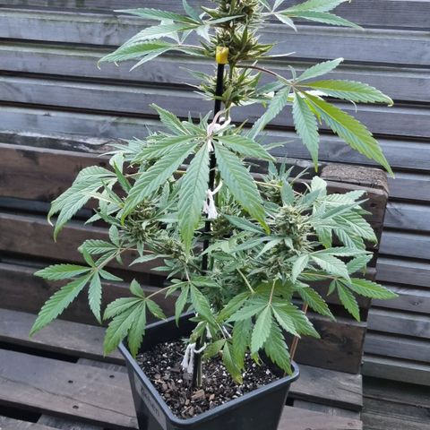 Strawberry Gorilla Fastbuds  growlog timeline photo
