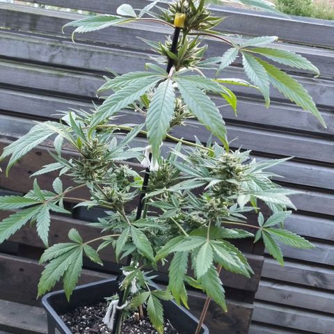 Strawberry Gorilla Fastbuds  growlog timeline photo