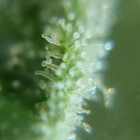 Strawberry Gorilla Fastbuds  growlog timeline photo