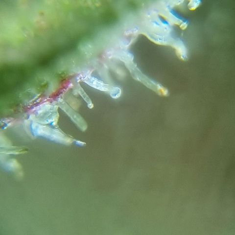 Strawberry Gorilla Fastbuds  growlog timeline photo